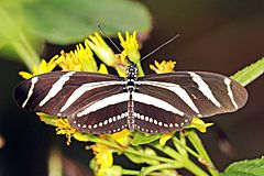 Zebra longwing (Heliconius charithonia vazquezae)