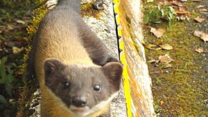 台灣黃喉貂Formosan yellow-throated marten.jpg