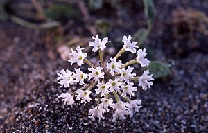 Abronia ammophila.jpg