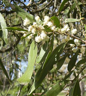 Acacia facsiculifera flowers.jpg