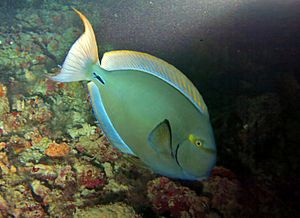 Acanthurus xanthopterus Maldives