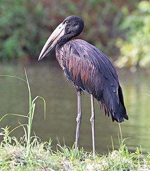 African openbill, Zimbabwe, crop.jpg