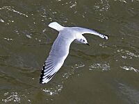 Andean Gull RWD4