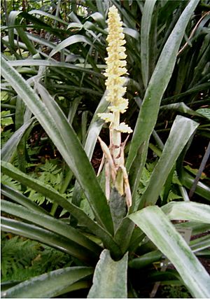 Androlepis skinneri HabitusInflorescence BotGardBln1205.jpg