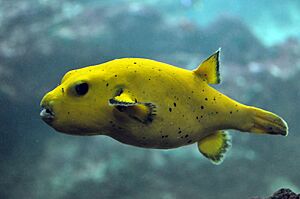 Arothron nigropunctatus (yellow).jpg