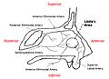 Arteries of the Nose