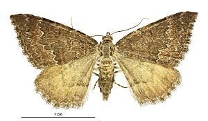 Asaphodes ida female.jpg