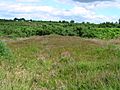 Ashdown Forest Roman Road