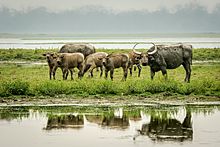 Asiatic buffalo