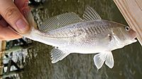 Atlantic Croaker