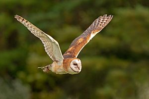 BARN OWL FLIGHT