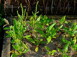 Beta vulgaris maritima 001