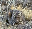 Bobcat at Tule Lake NWR.jpg