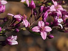 Boronia tenuior