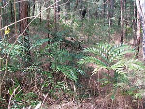 Bowenia Lake Tinaroo 5