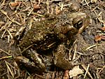 Bufo boreas 15063