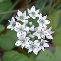 Chive flower