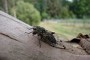 Chorus cicada