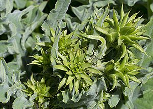 Cirsium fontinale var. obispoense.jpg