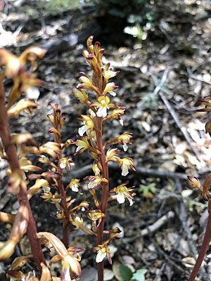 Corallorhiza maculata