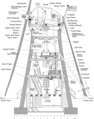 Cross section the Lily