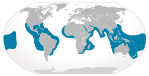 Cypron-Range Galeocerdo cuvier.svg