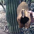 DBG SaguaroBoot