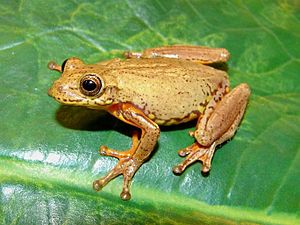 Dendropsophus bogerti02.jpg