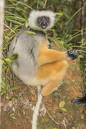 Diademed sifaka (Propithecus diadema).jpg