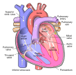 Diagram of the human heart (cropped)