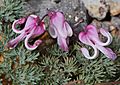 Dicentra peregrina (flower)