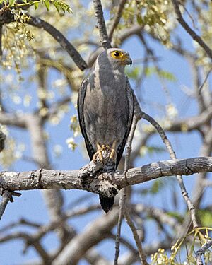 Dickinson's Kestrel (Falco dickinsoni) (23164736424).jpg