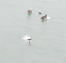 Dolphins swim near ferry in port of Batumi 150505-A-PU919-7446