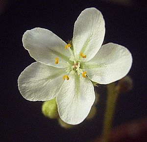 DroseraKenneallyiFlora