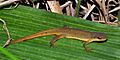 Eastern Newt (Notophthalmus viridescens) Walker Co. Texas. photo by W. L. Farr