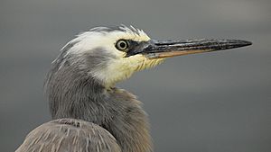 Egretta novaehollandiae -Royal Botanic Gardens, Sydney, Australia -head-8a