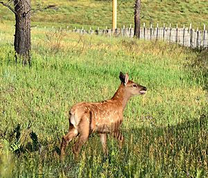 Elk Calf, Valles Caldera