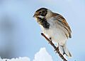 Emberiza schoeniclus -England -male-8