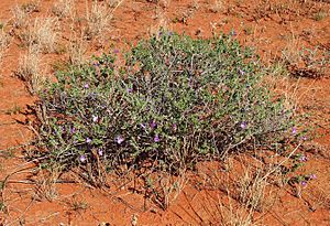 Eremophila obovata plant.jpg