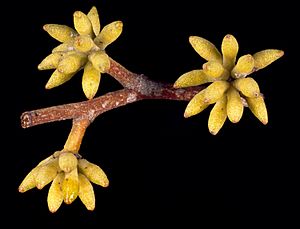 Eucalyptus capitellata buds