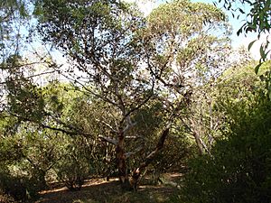 Eucalyptus conferruminata.jpg