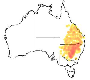 Eucalyptus populnea range.jpeg