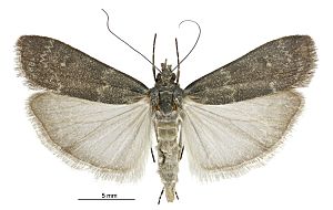 Eudonia cataxesta female.jpg