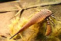 Eurypterus Smithsonian