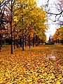 Fall on "God Quad" that Connects North Quad and South Quad