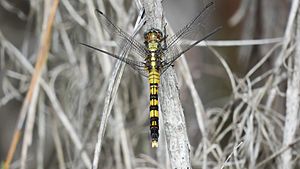 Female Orthetrum boumiera flying (49697793943).jpg