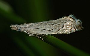 Glyphipterix achlyoessa by Steve Kerr.jpg