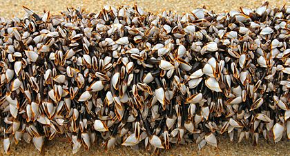 Gooseneckbarnacles