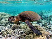 Green turtle swimming over coral reefs in Kona.jpg