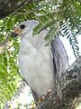 Grey goshawk 2 SF20361